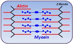schematische Darstellung einer Muskelzelle