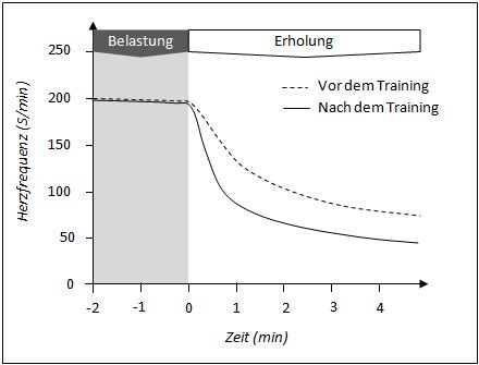 Modifiziert nach Willmore et al. 2008